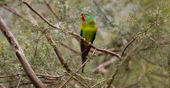 Close-up photo of endangered Swift Parrot in tree